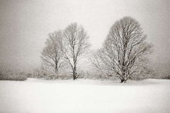 Three Lindens in a Snowstorm, East Hampton