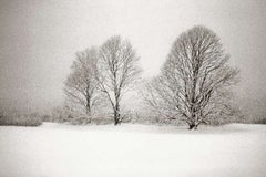 Trois Lindens dans un tempête de neige, East Hampton