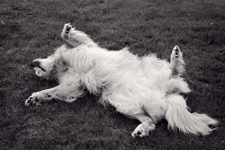 Priscilla Rattazzi Black and White Photograph - Luna on the Lawn, East Hampton