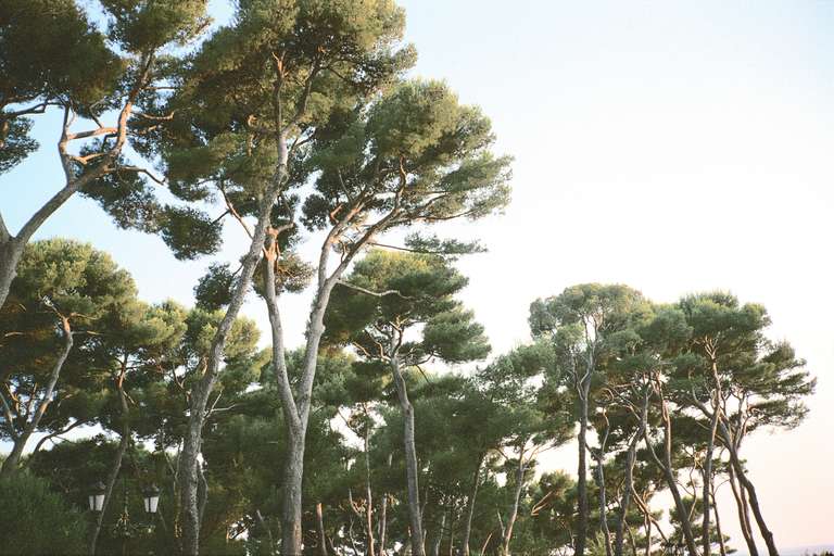 Color Photograph de Priscilla Rattazzi - Pinos, Hotel du Cap, Antibes, Francia