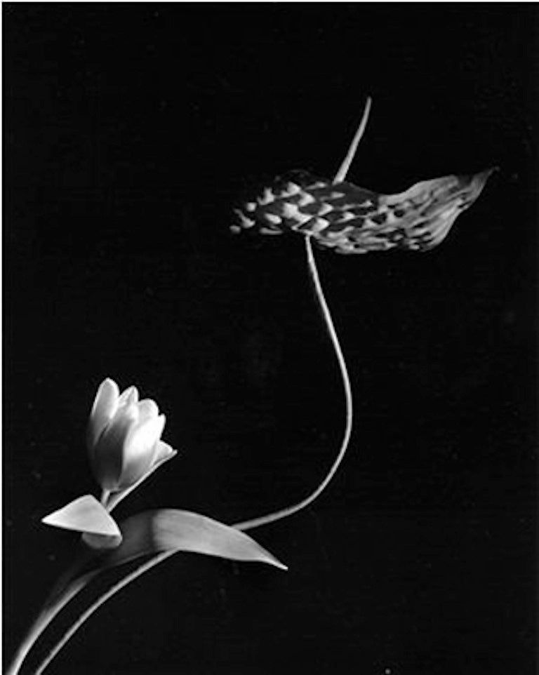 Horst P. Horst Black and White Photograph - Tulip with Anthurium, Oyster Bay, 	New York