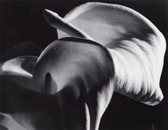 Calla Aethiopica