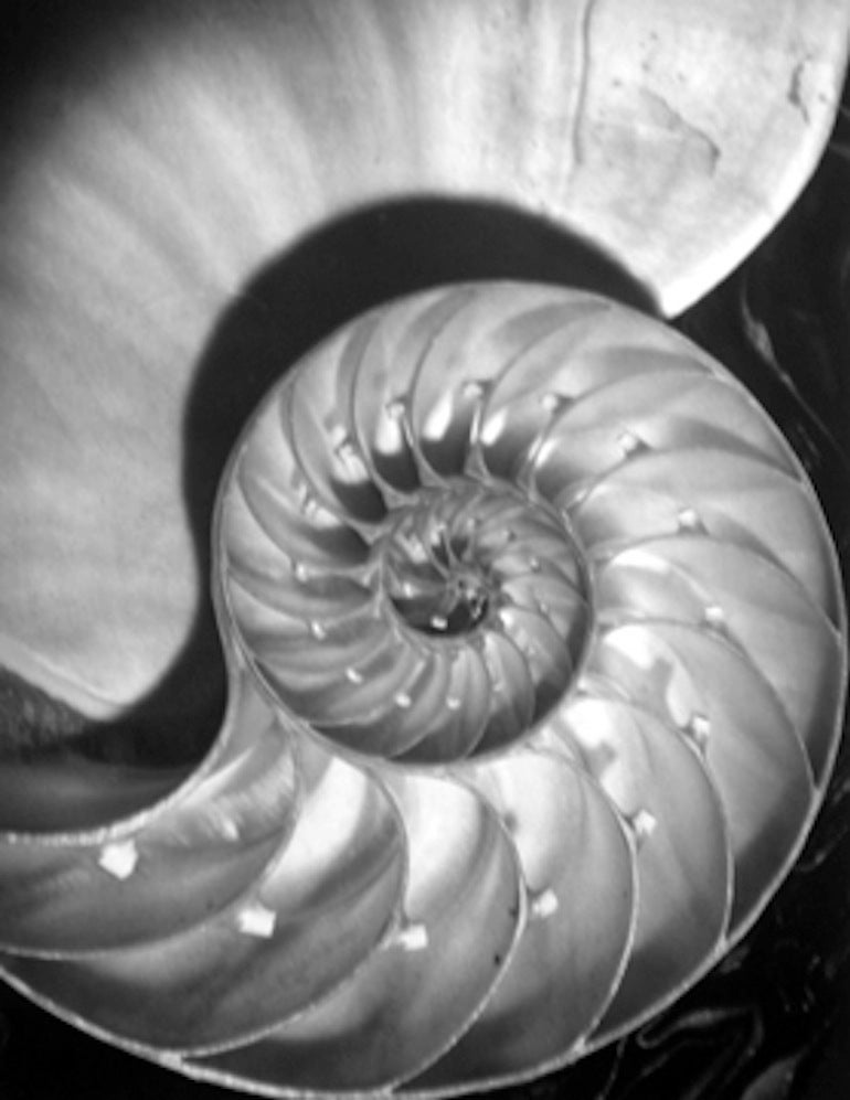 Horst P. Horst Black and White Photograph - Nautilus Pompileus II