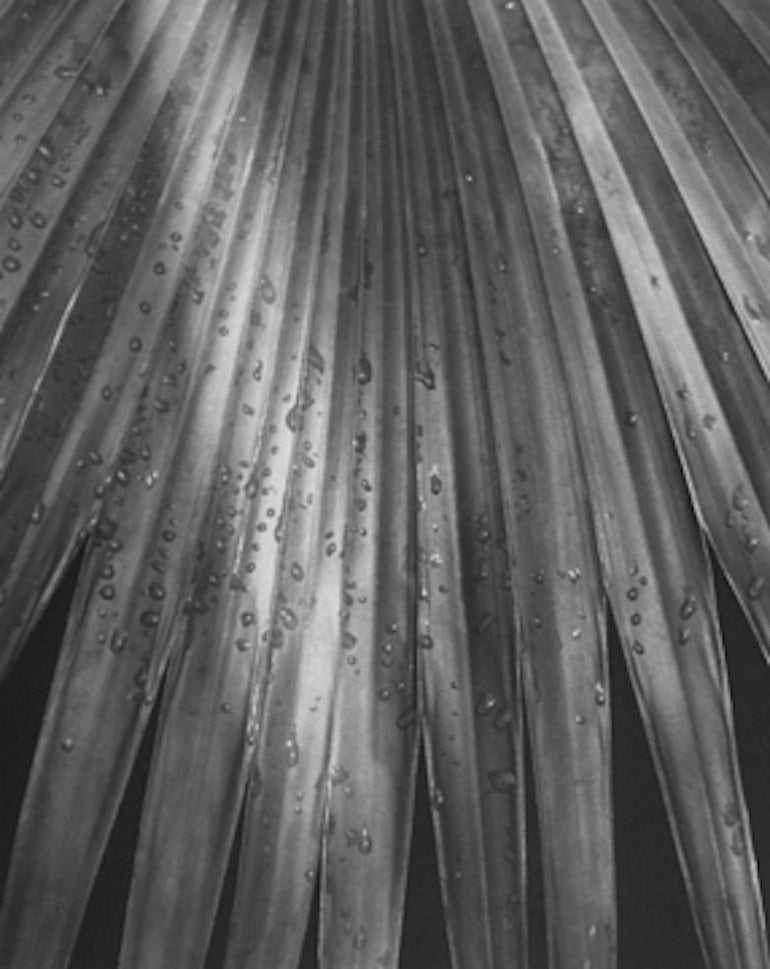 Horst P. Horst Black and White Photograph - Pritchardia Gaudichaudi (Palm Leaf)