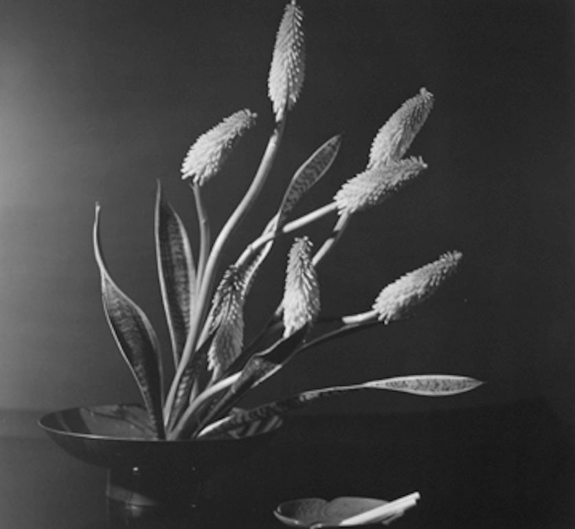 Horst P. Horst Black and White Photograph - Kniphofia (Red Hot Poker – Torch Lily), New York, 