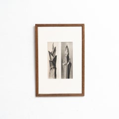 Karl Blossfeldt, Nature's Elegance, 1942, Black and White Photogravure, Framed