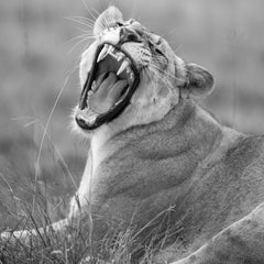 « Une force tranquille » : photographies animalières en noir et blanc, tirage pigmentaire d'archive
