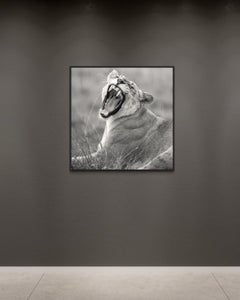 « Une force tranquille » : photographies animalières en noir et blanc, tirage pigmentaire d'archive