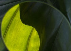 Veil of Light: Abstract Botanical Photography, Archival Pigment Print