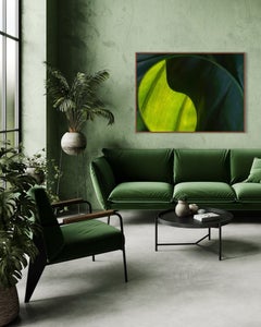 Veil of Light: Abstract Botanical Photography, Archival Pigment Print