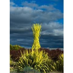 Entangled Yellow 8