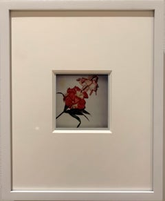 Fotografía Polaroid de flores de Andy Warhol, autenticada y enmarcada