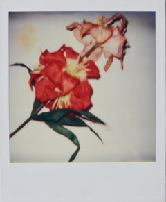 Fotografía Polaroid de flores de Andy Warhol, autenticada y enmarcada