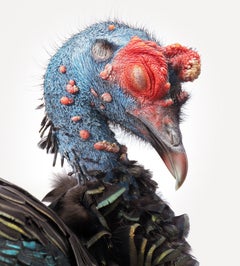 Oscellated Turkey