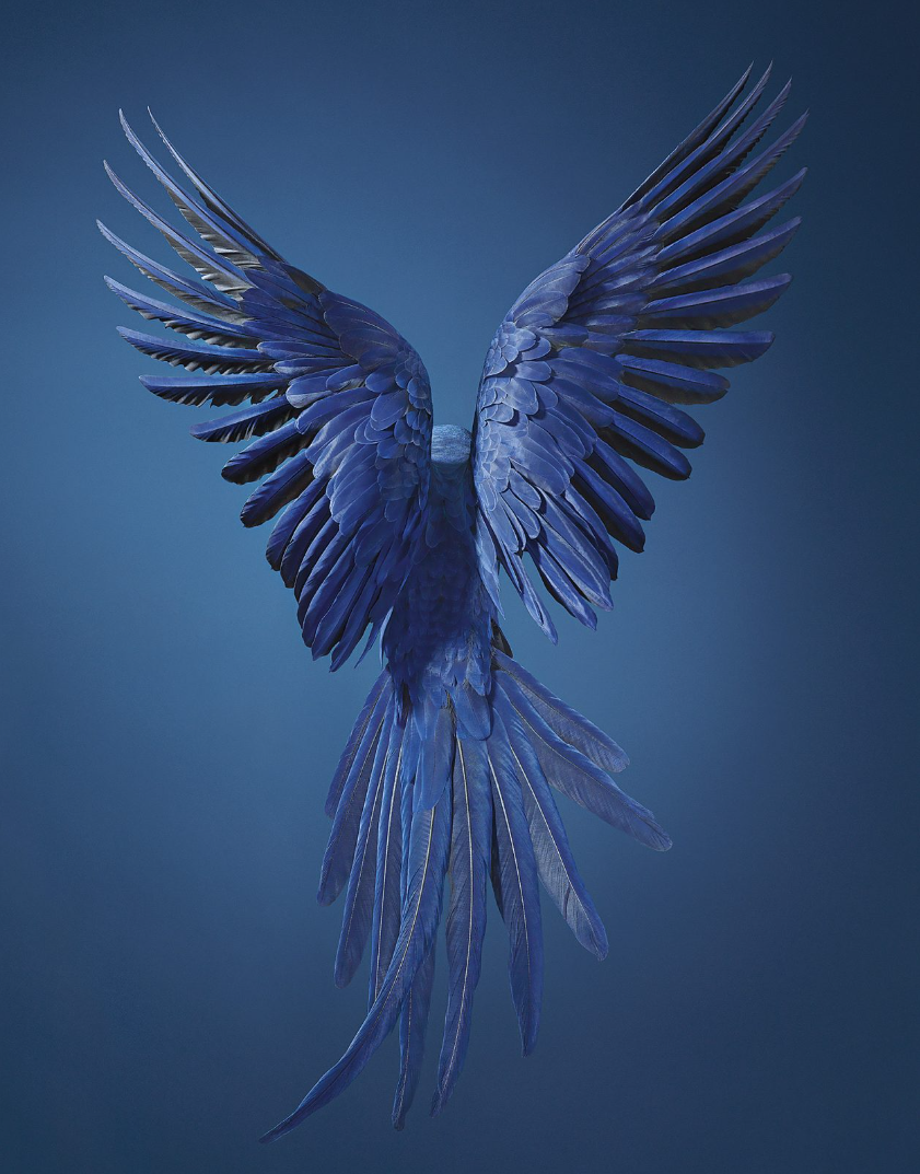 Tim Flach Figurative Photograph - Hyacinth Macaw