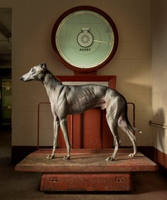 Greyhound Scales - Kinda ready