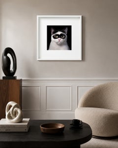 Chat domestique à poil court