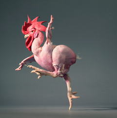 Poulet sans plumes