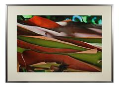 "Madrone Bark" Mendocino, CA Photograph, 2011