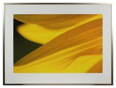 "Grand-Soleil (Sunflower)" Botanical Close-Up Photograph, 2012