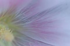"Hollyhock (Rose d'Outremer)" Mendocino, CA Photograph, 2013