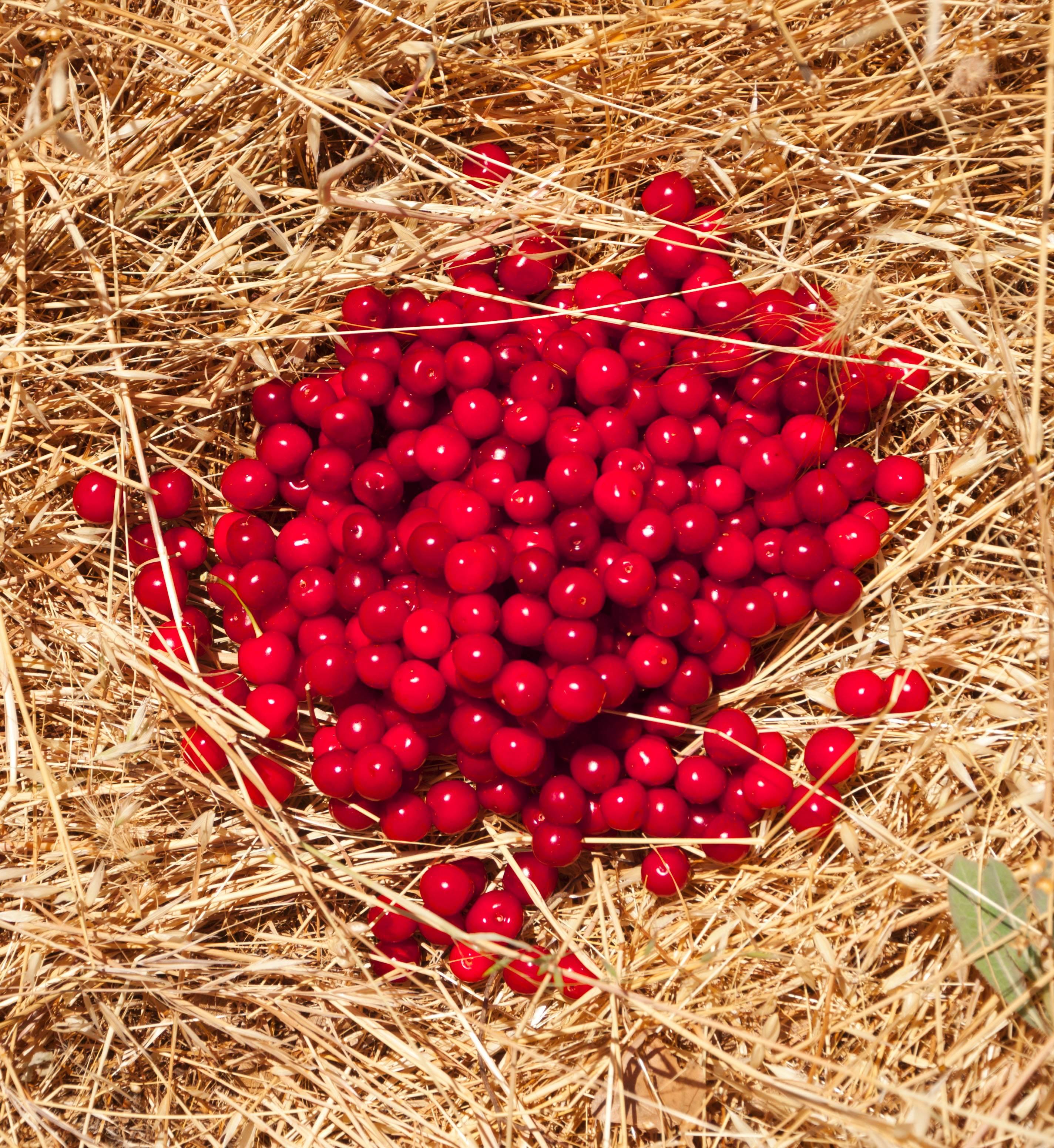 Gaétan Caron Still-Life Photograph - "Griottes sur Paille (Morellos on Straw)" Photograph, Mendocinco, CA