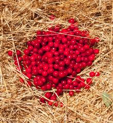 "Griottes sur Paille (Morellos on Straw)" Photograph, Mendocinco, CA