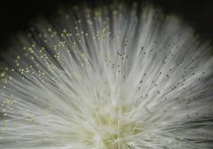"Tropical Stars" Color Photograph of Plant in the Big Island, Hawaii