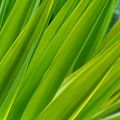 "Texture 7: Chlorophyll" Big Island, Hawaii Photograph, 2015