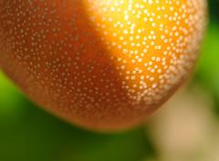 "Pyrus Pyrifolia Hosui, Mendocino" Photograph 7