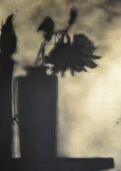 "Still Life with Feather & Sunflower" 1