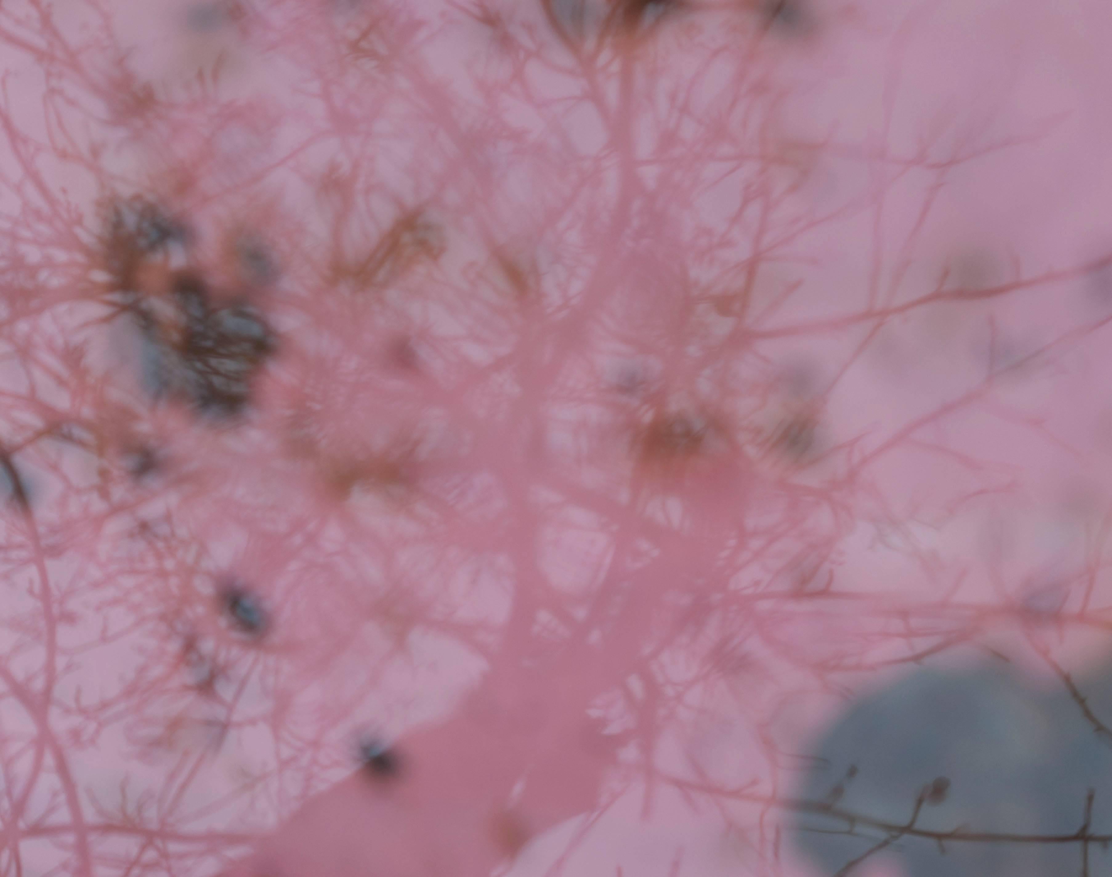 Gaétan Caron Abstract Photograph - "Pommier de mon enfance (Childhood Apple Tree)", Mendocino, CA Photograph