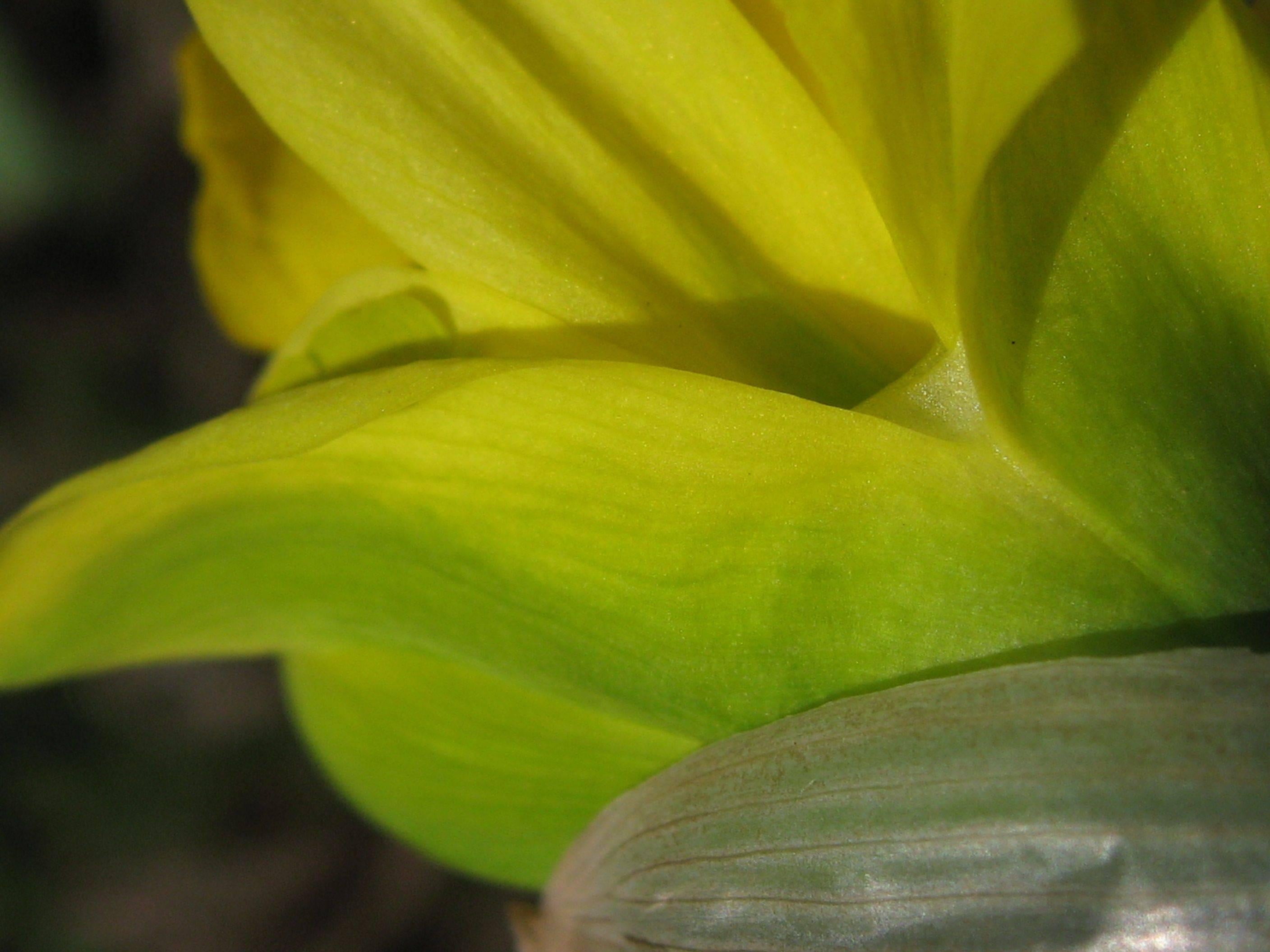 Gaétan Caron Color Photograph - "Van Sion Daffodil", Mendocino, CA