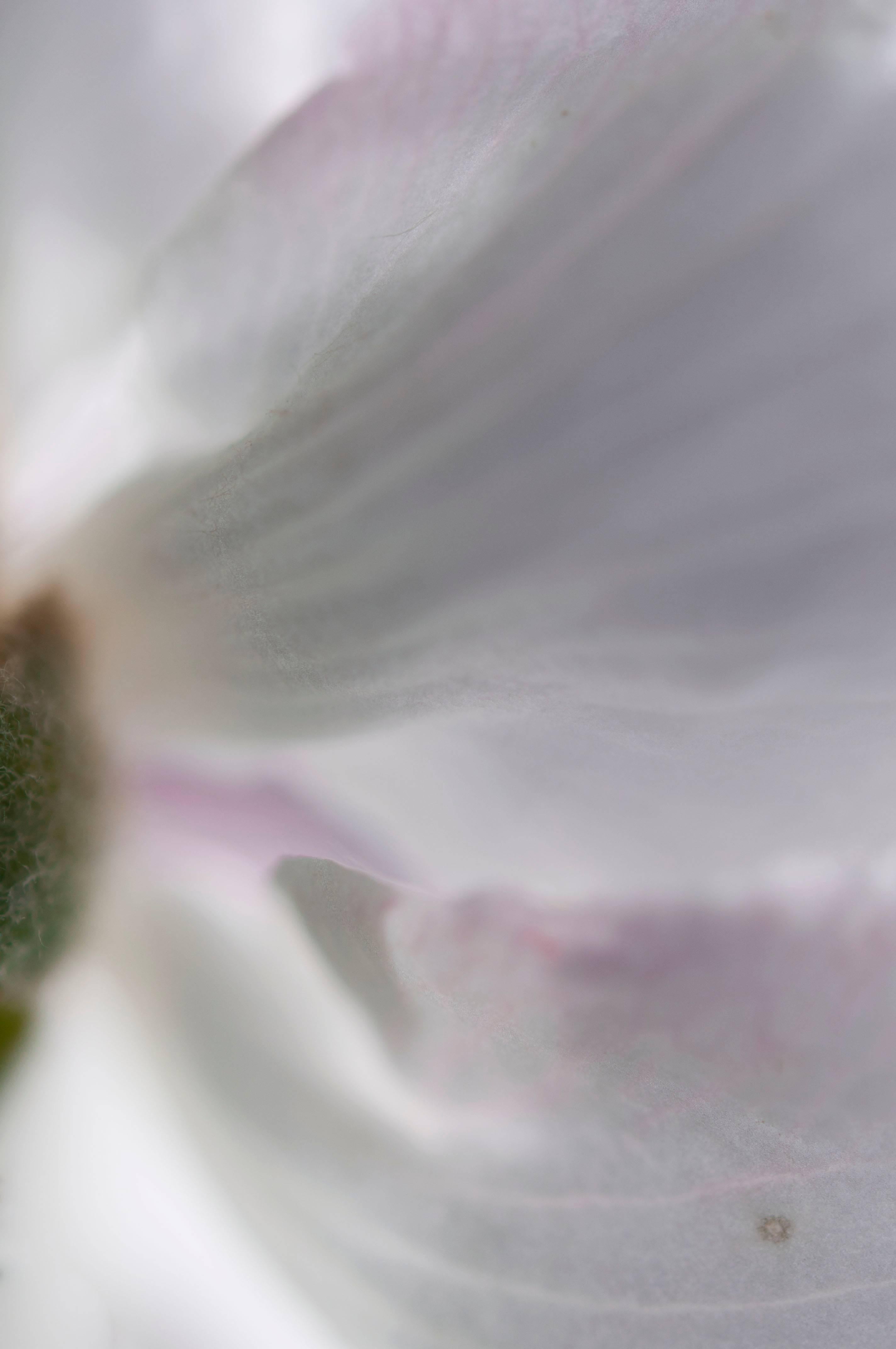 Gaétan Caron Abstract Photograph - "Poeticus" Mendocino Floral Still Life Photograph, 2014