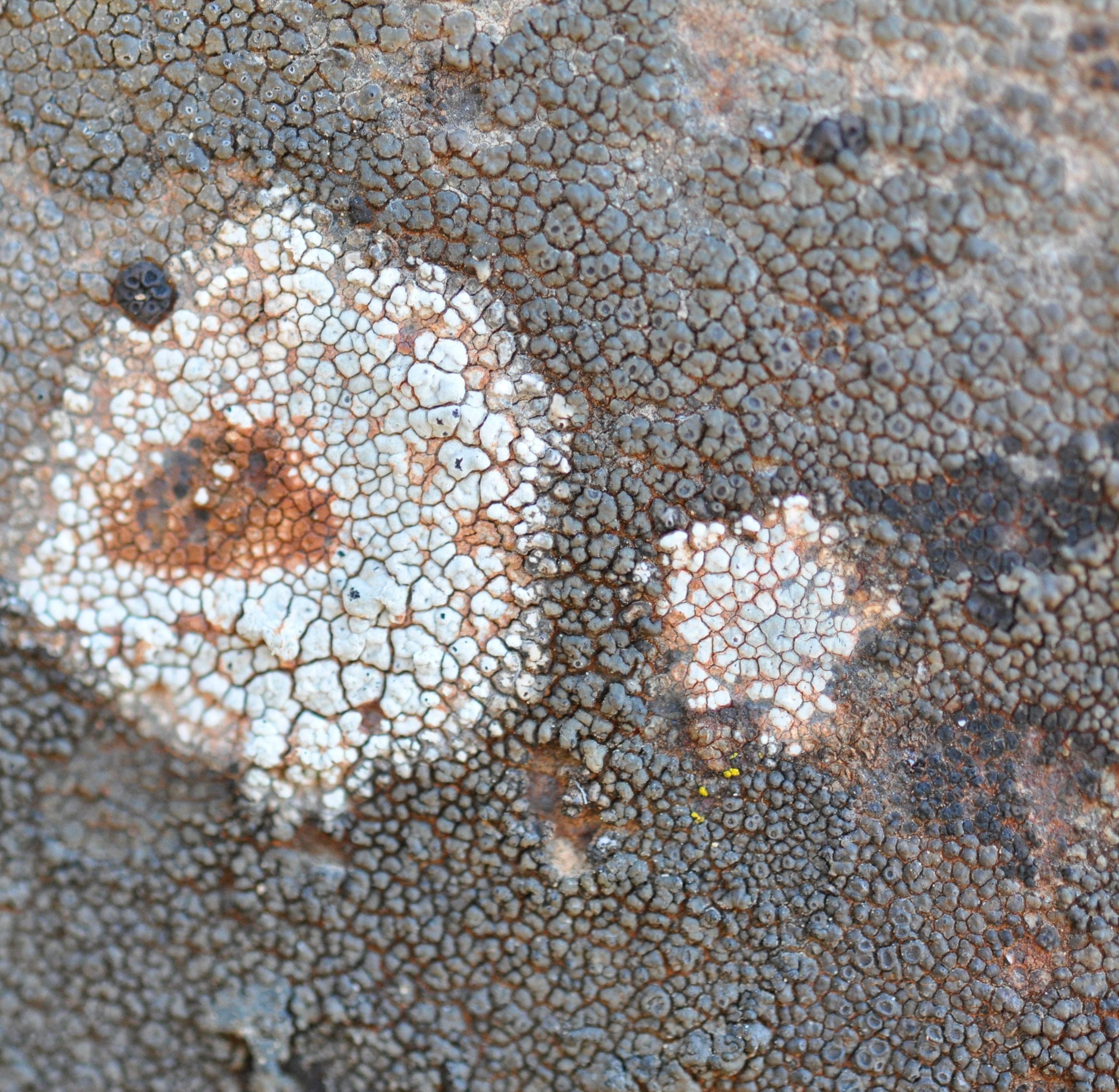 Gaétan Caron Abstract Photograph - "Texture 4: Lichen" Mendocino, CA Abstract Color Photograph, 2013