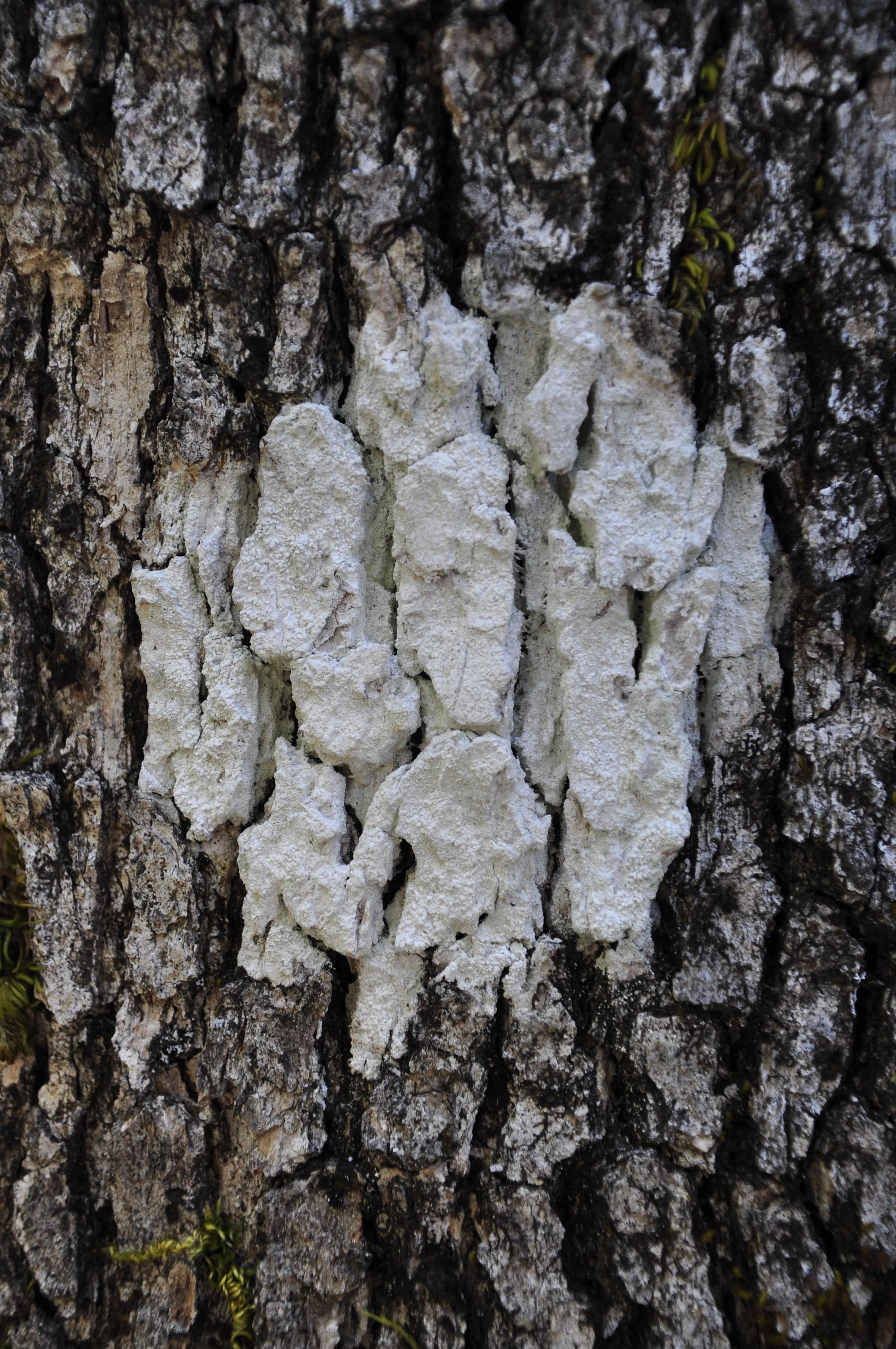 Gaétan Caron Landscape Photograph - "Cible naturelle (Organic Objective)" Mendocino, Photograph