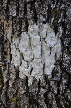 "Cible naturelle (Organic Objective)" Mendocino, Photograph