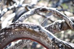 "Ligne de vie" Mendocino, CA Photograph 4