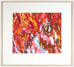 "Early Charlotte (Peach Tree)" Mendocino Photograph, 2015