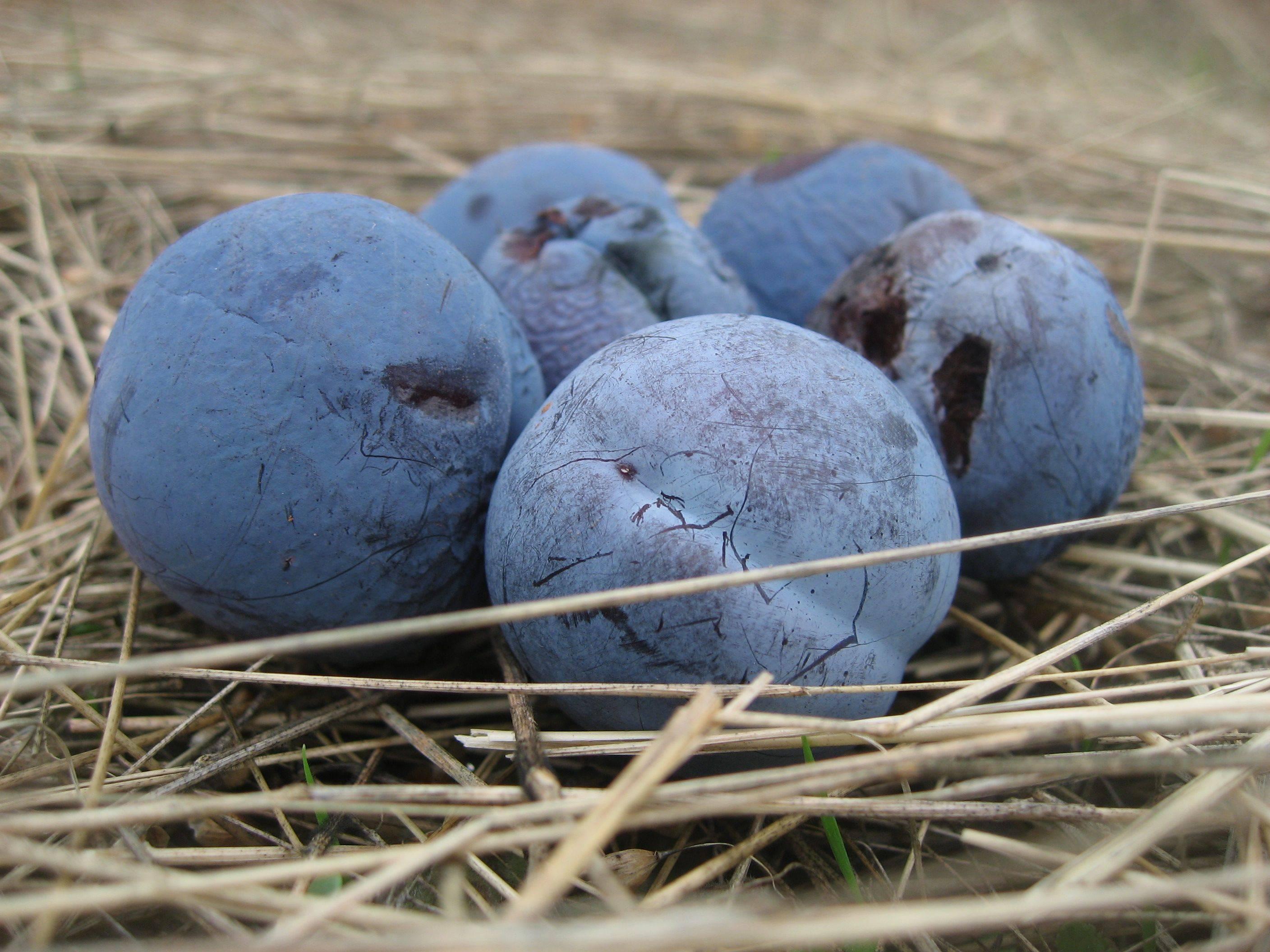 "Blue Damsons" Mendocino Still Life with Plums, 2010