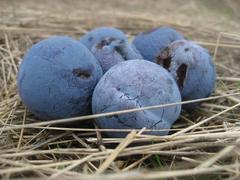 "Blue Damsons" Mendocino Still Life 2