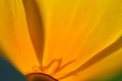 "Cup of Gold (Pavot de Californie)" Mendocino Photograph 3
