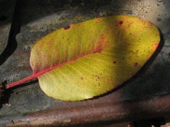 "Madrone Leaf on Old Ford Model T" Photograph