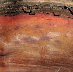 "Texture 1: Manzanita" Mendocino Photograph 7