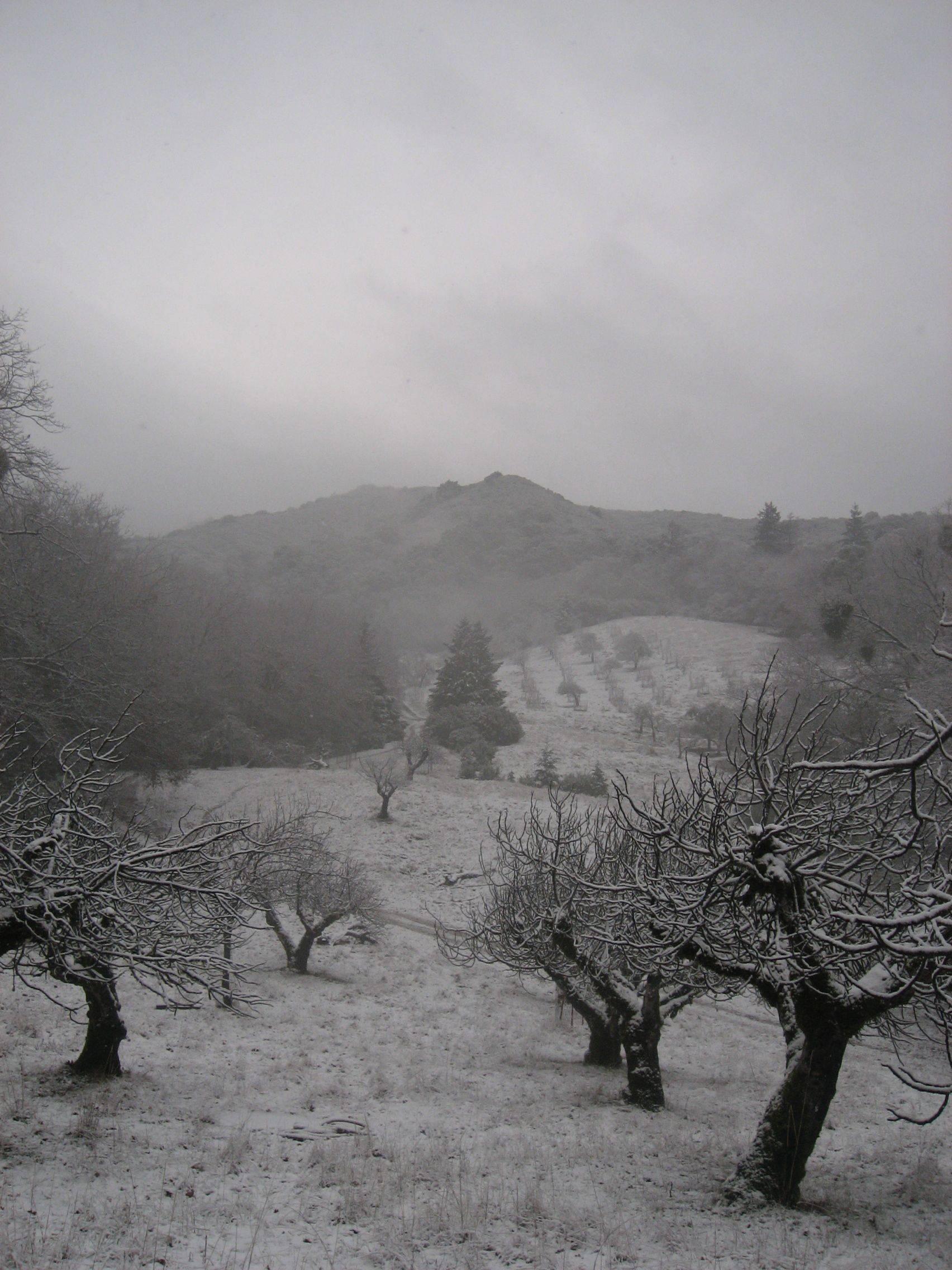 Gaétan Caron Black and White Photograph - "Orchard in Snow" Framed Mendocino Photograph, 2010