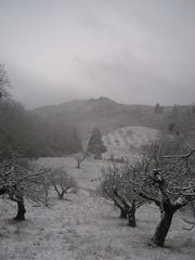 "Orchard in Snow" Mendocino 11
