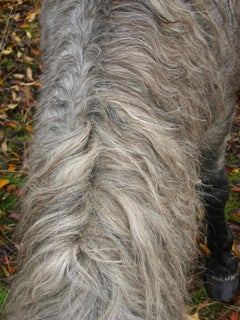 "Wild Pony Mane, Mendocino County"