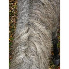 "Wild Pony Mane, Mendocino County" 8