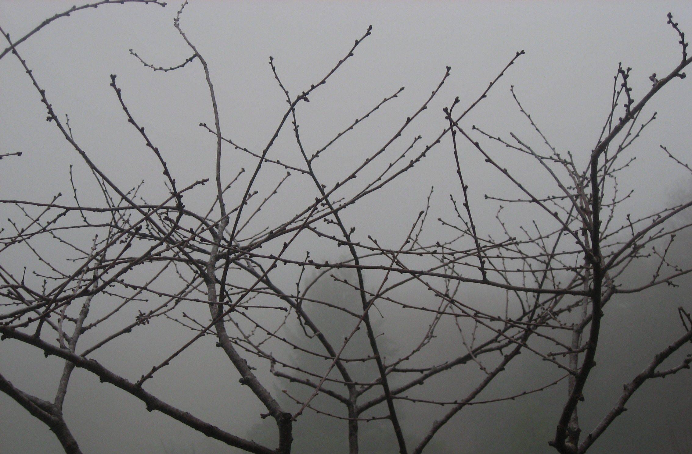 Gaétan Caron Landscape Photograph – "Morello Cherry in Fog" Mendocino, California