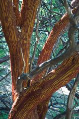 "Manzanita Tree Shedding Bark in Summer" 9